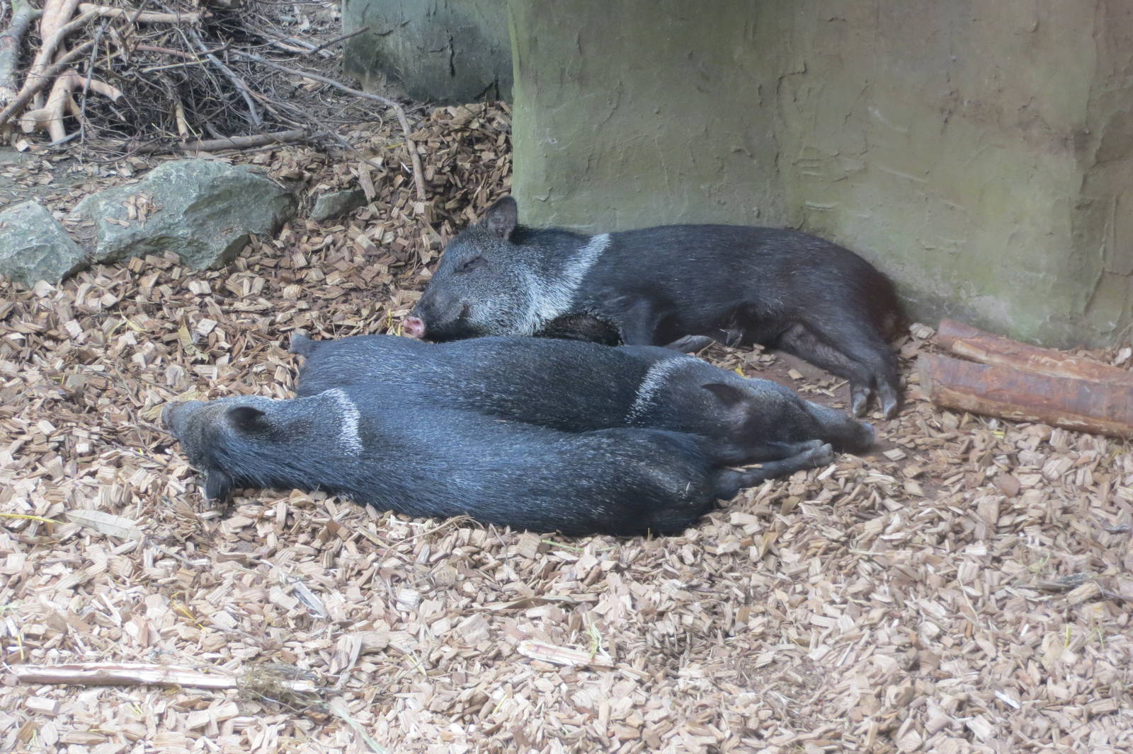 Collared Peccaries 130816