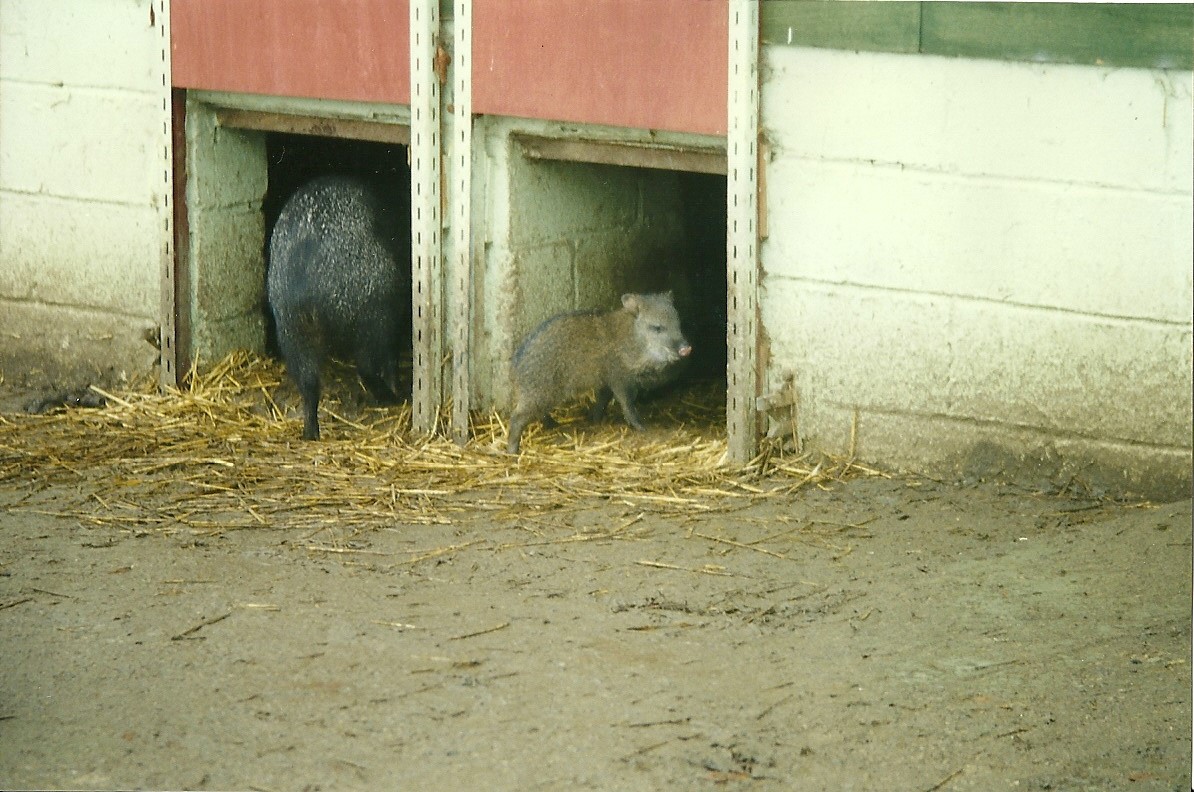 Collared Peccaries 17th October 1997