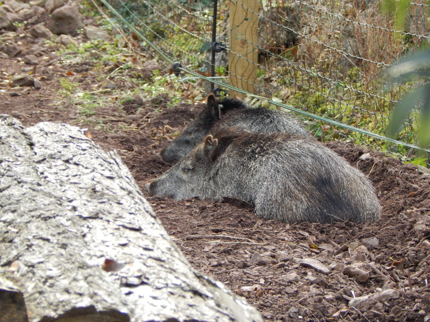 Collared peccaries 181020