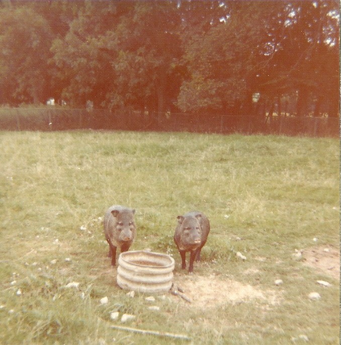 Collared Peccaries 1976
