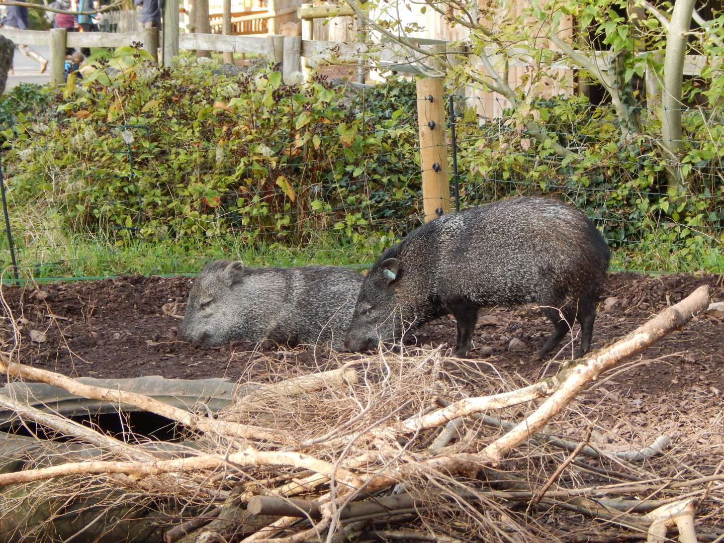 Collared peccaries 201121