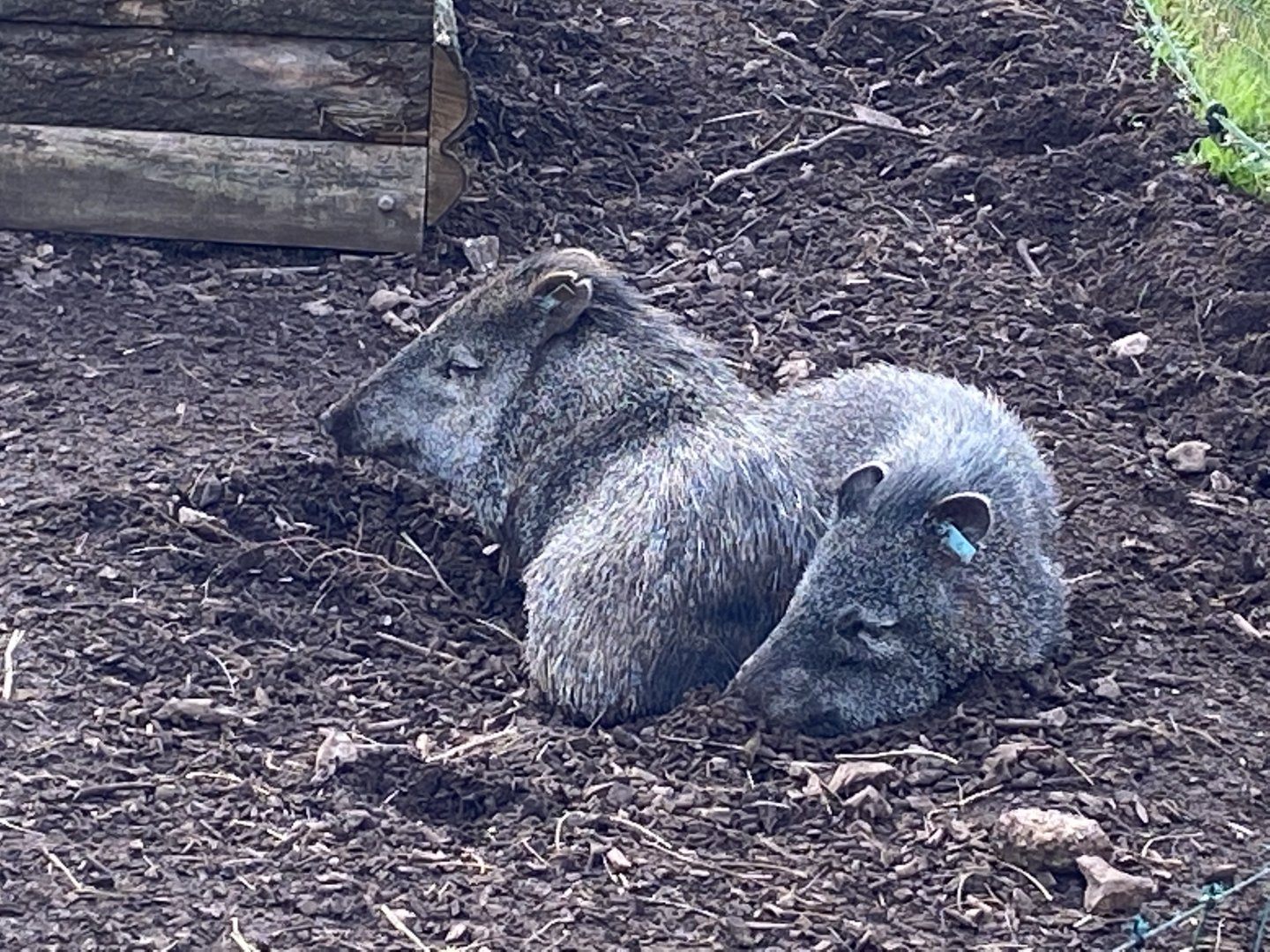 Collared peccaries 201121