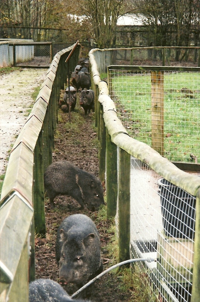 Collared Peccaries, 25th November 2000