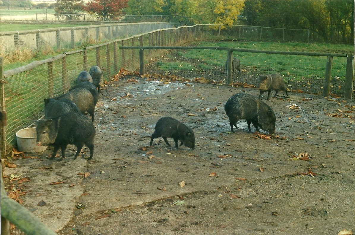 Collared Peccaries 26th October 1996
