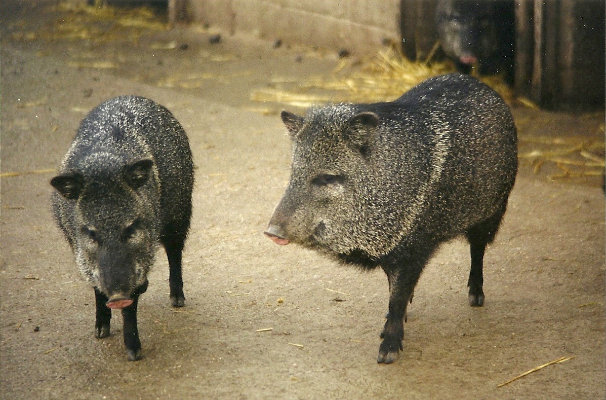 Collared Peccaries 29th December 1998