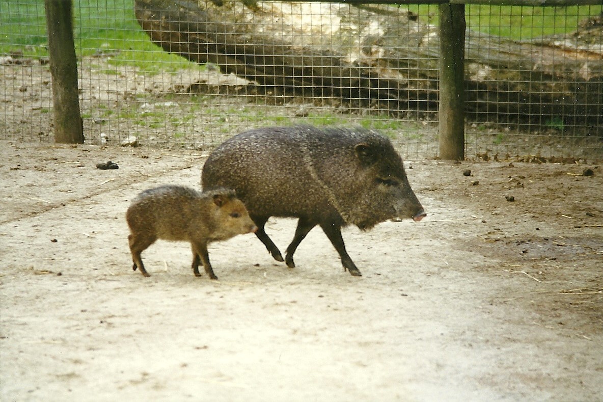 Collared Peccaries 8th August 1998