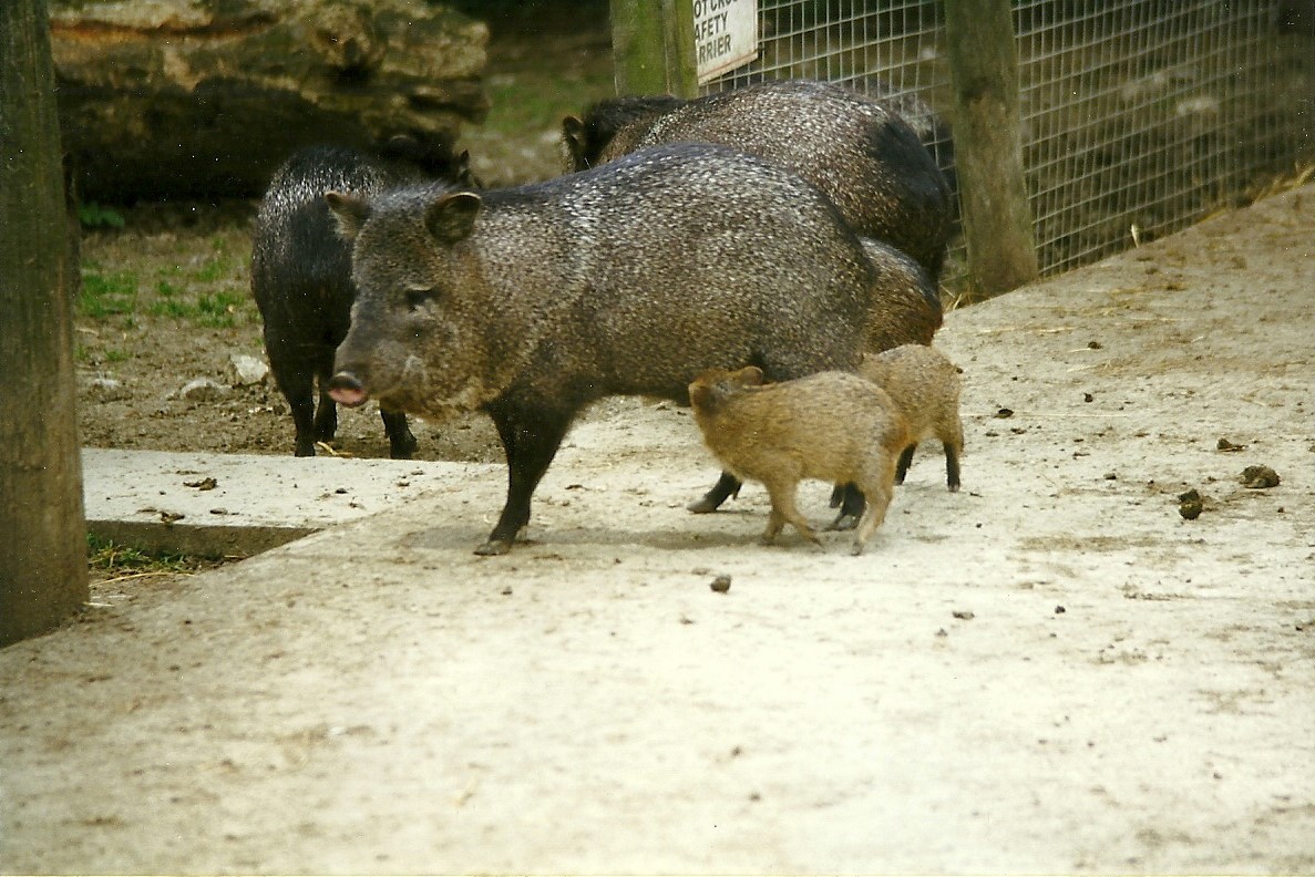 Collared Peccaries 8th August 1998
