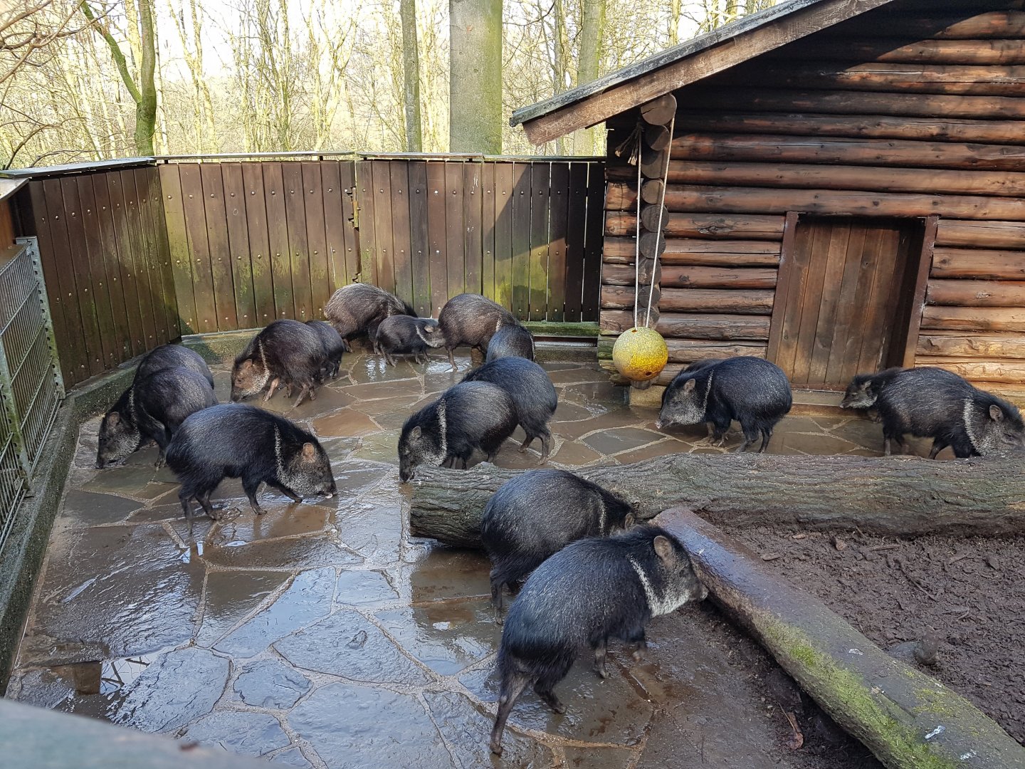 Collared peccaries and house