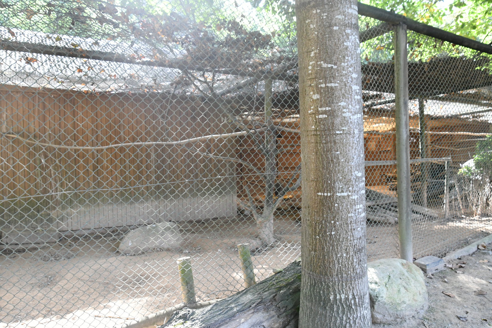 Collared Peccaries and Striated Caracaras exhibit