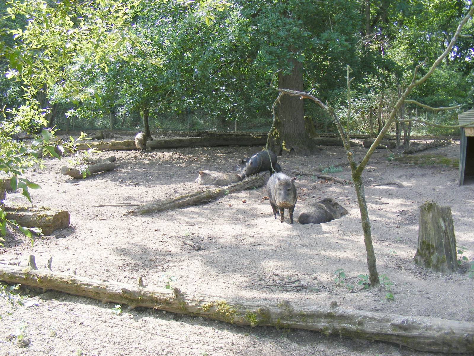 Collared peccaries at Marwell Wildlife, 27 June 2010