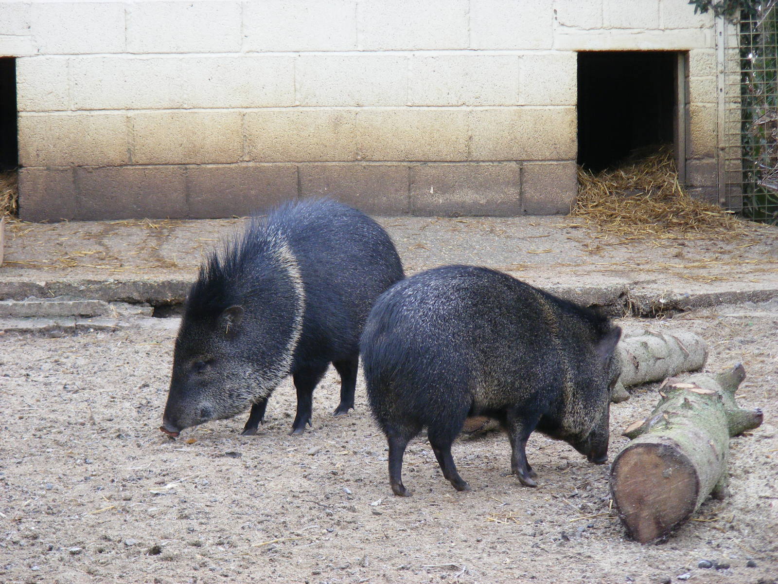 Collared peccaries at Marwell Wildlife, 31 January 2010