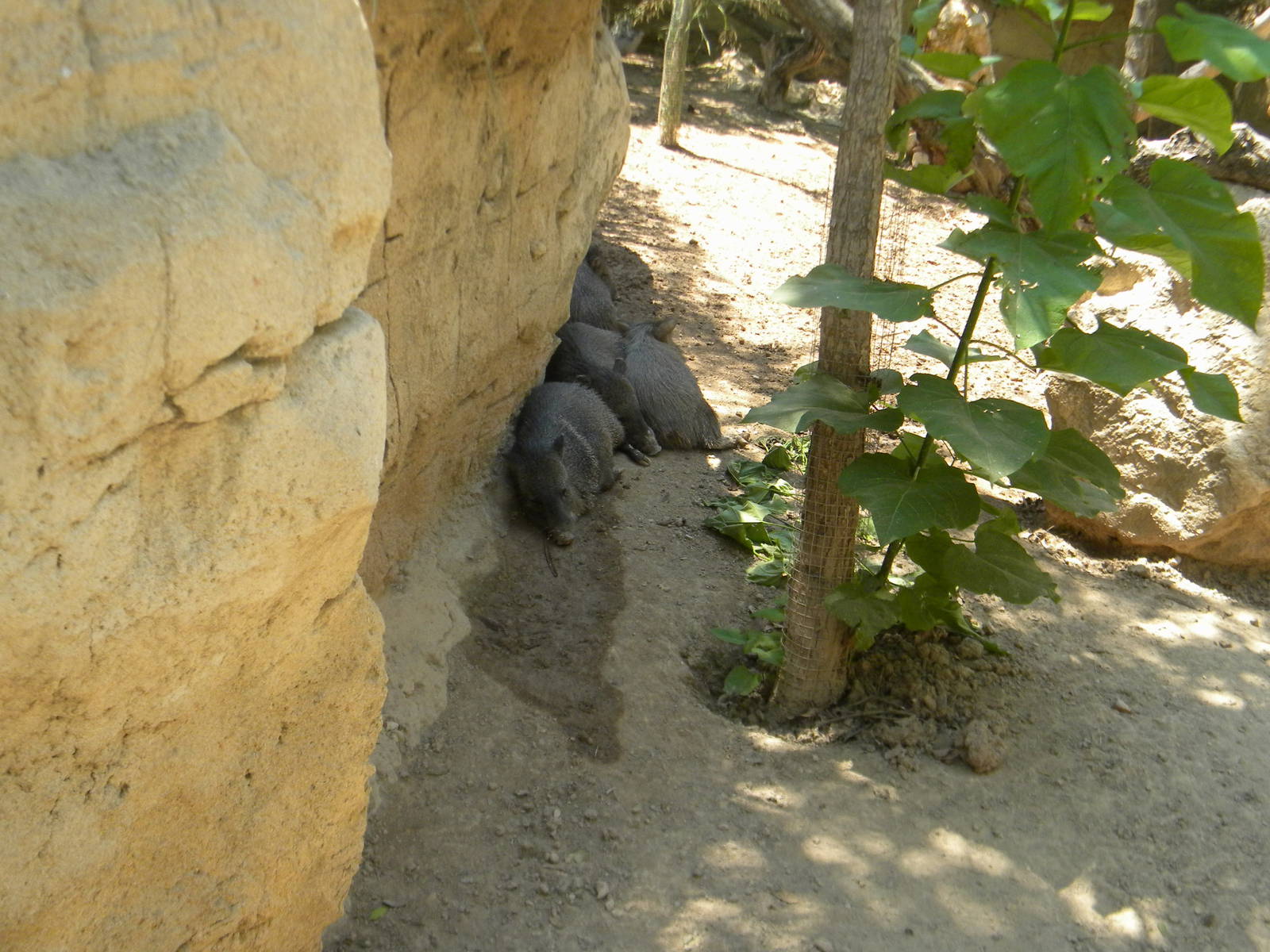 Collared Peccaries at Terra Natura 29/07/11