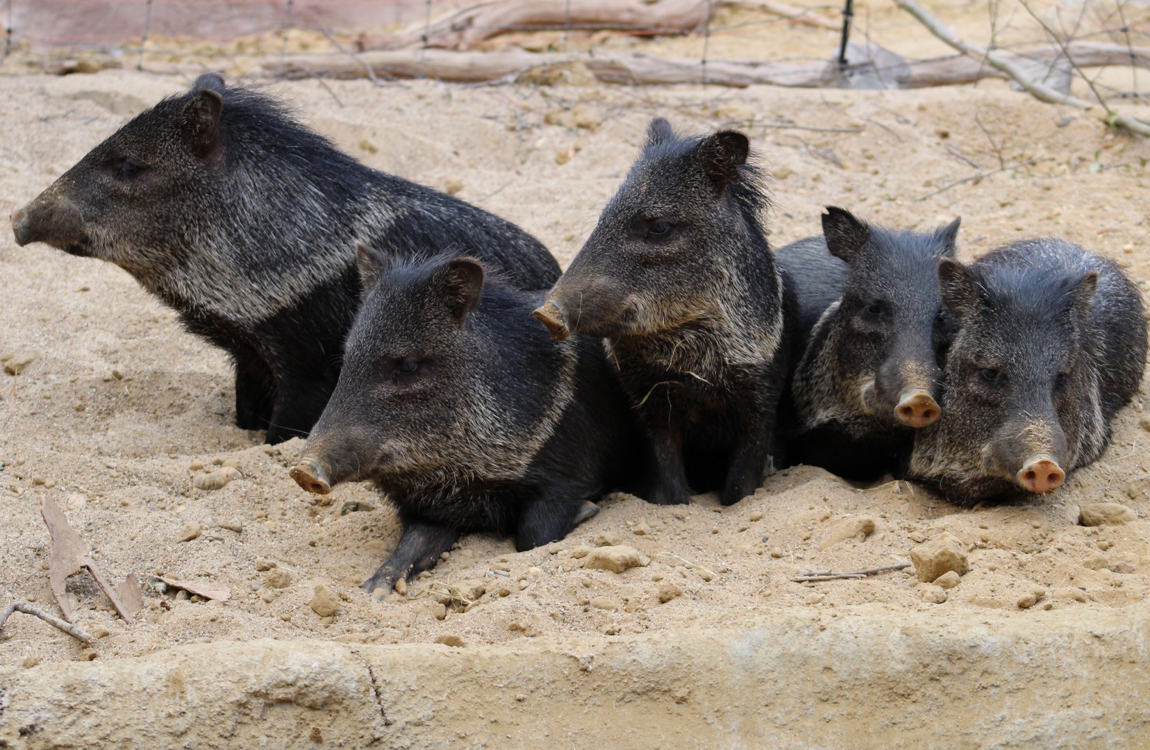 Collared peccaries at the Desert