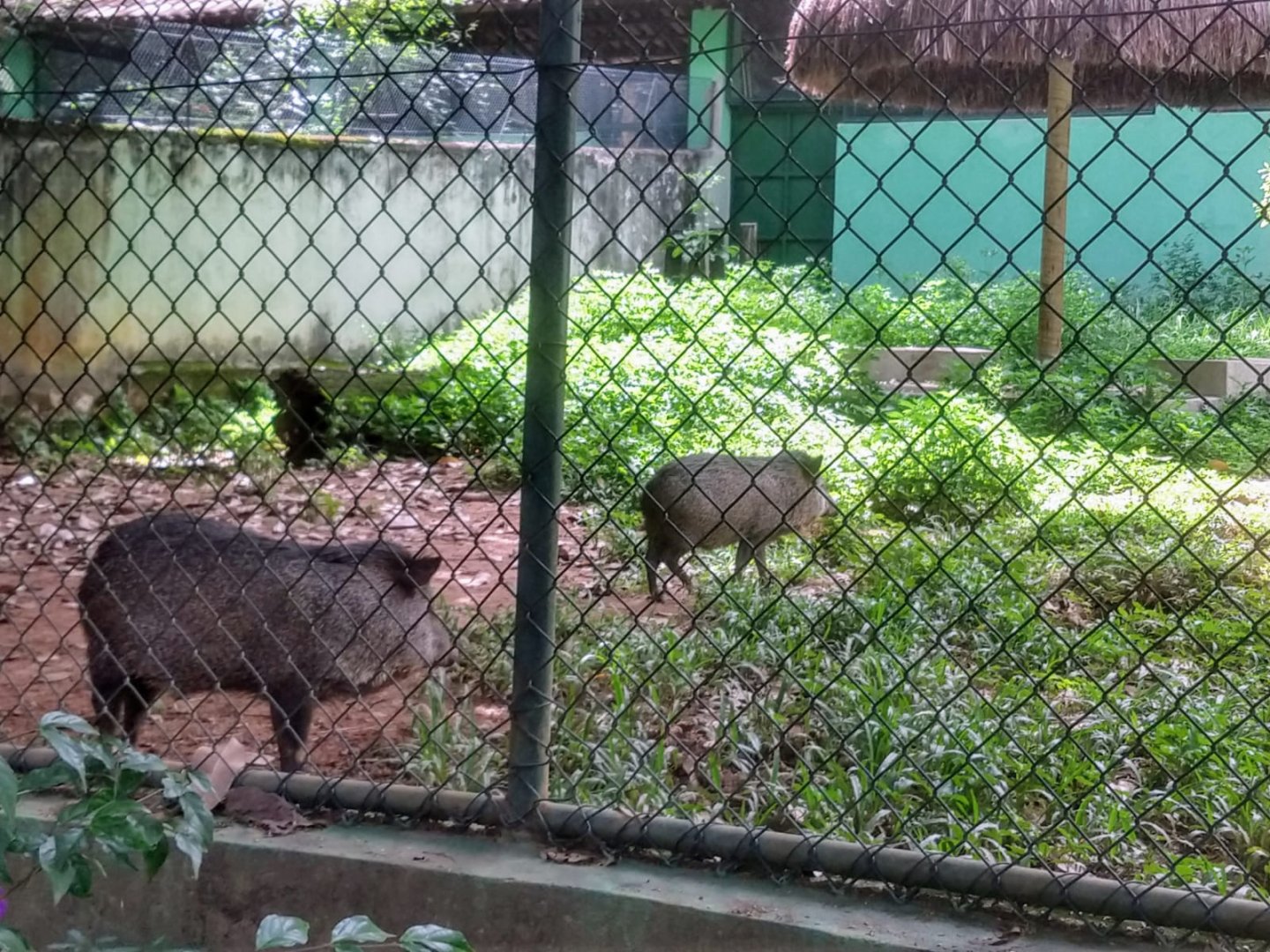 Collared peccaries - Belo Horizonte zoo
