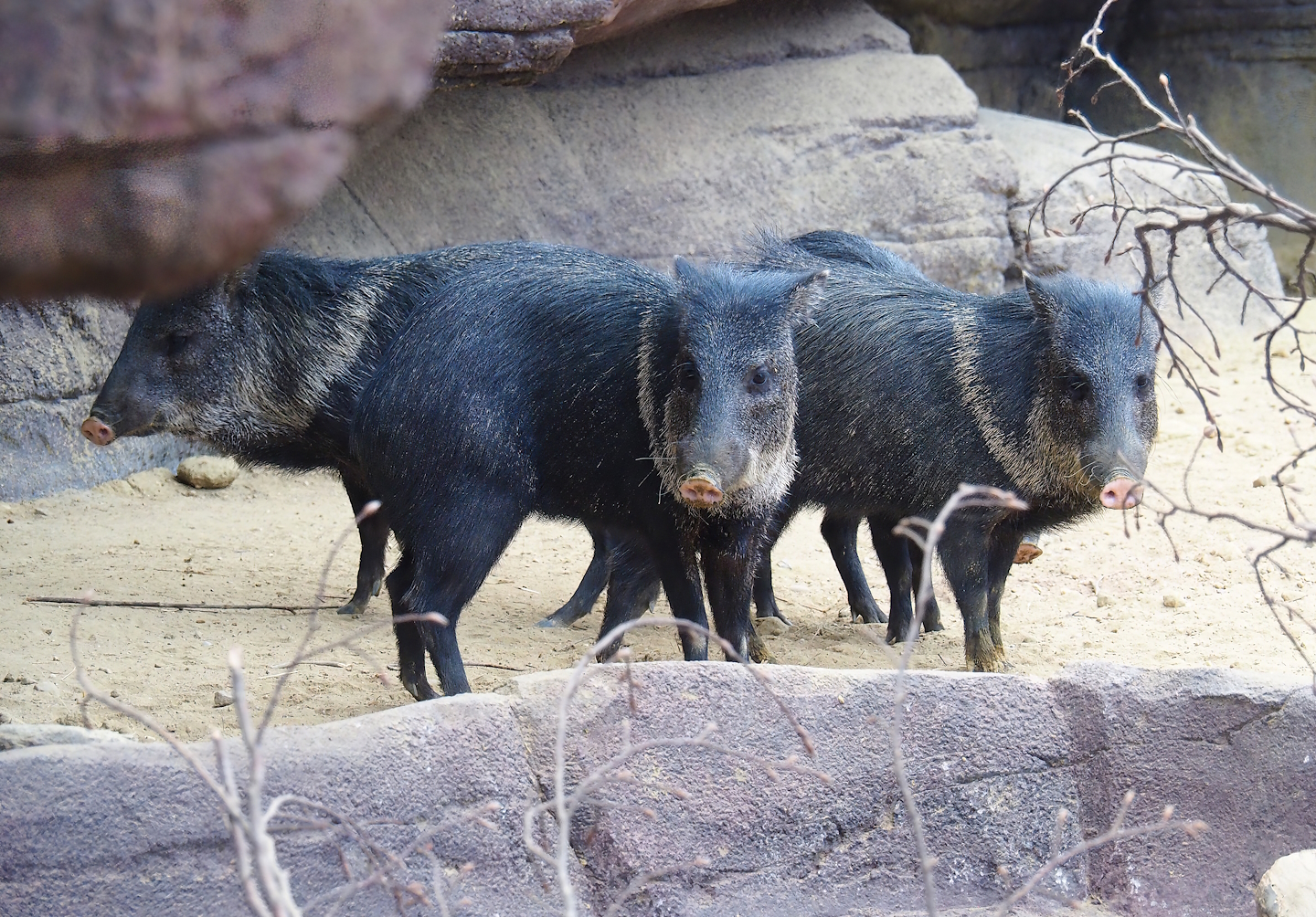 Collared peccaries (Dicotyles tajacu), 2023-10-07