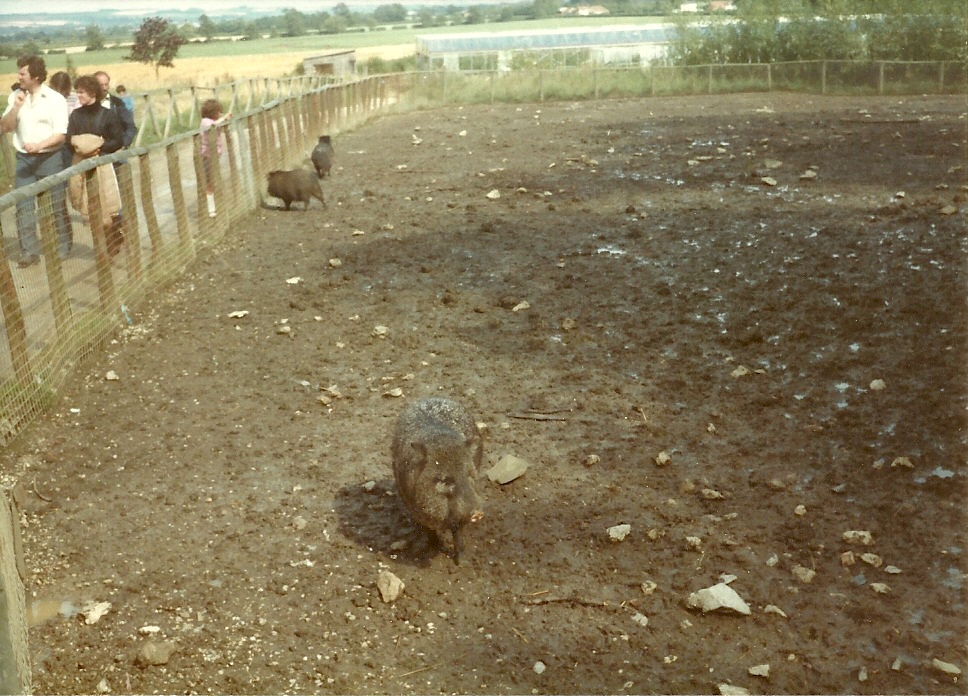 Collared Peccaries early 1980s