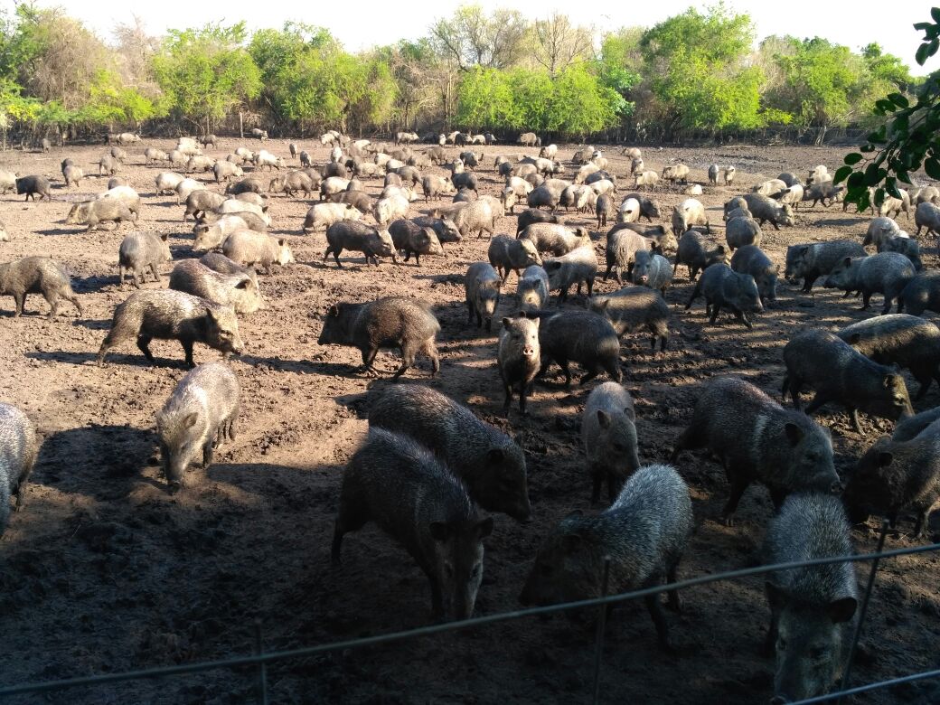 Collared peccaries  in Bioparque.