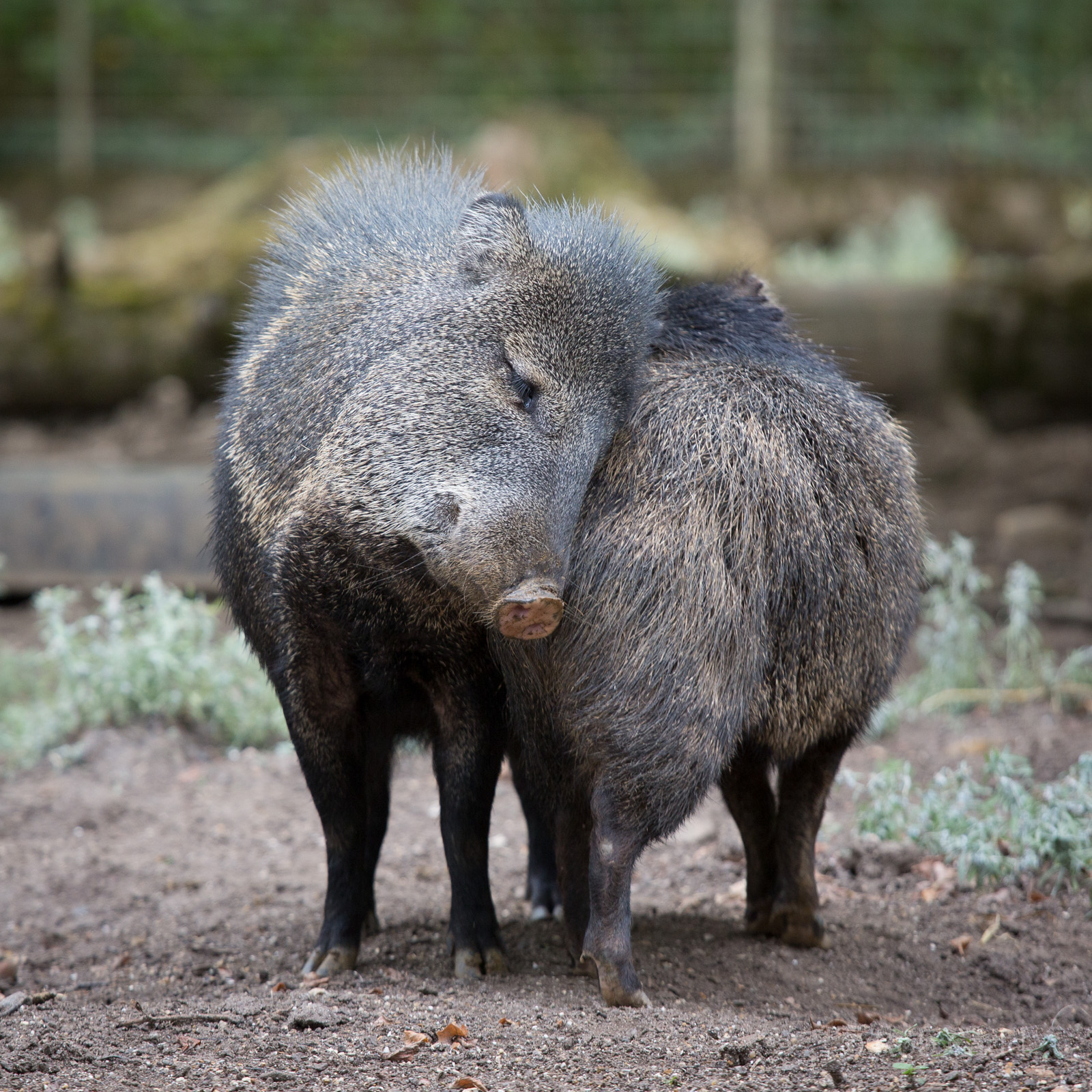 Collared peccaries : Marwell : 08 Aug 2014