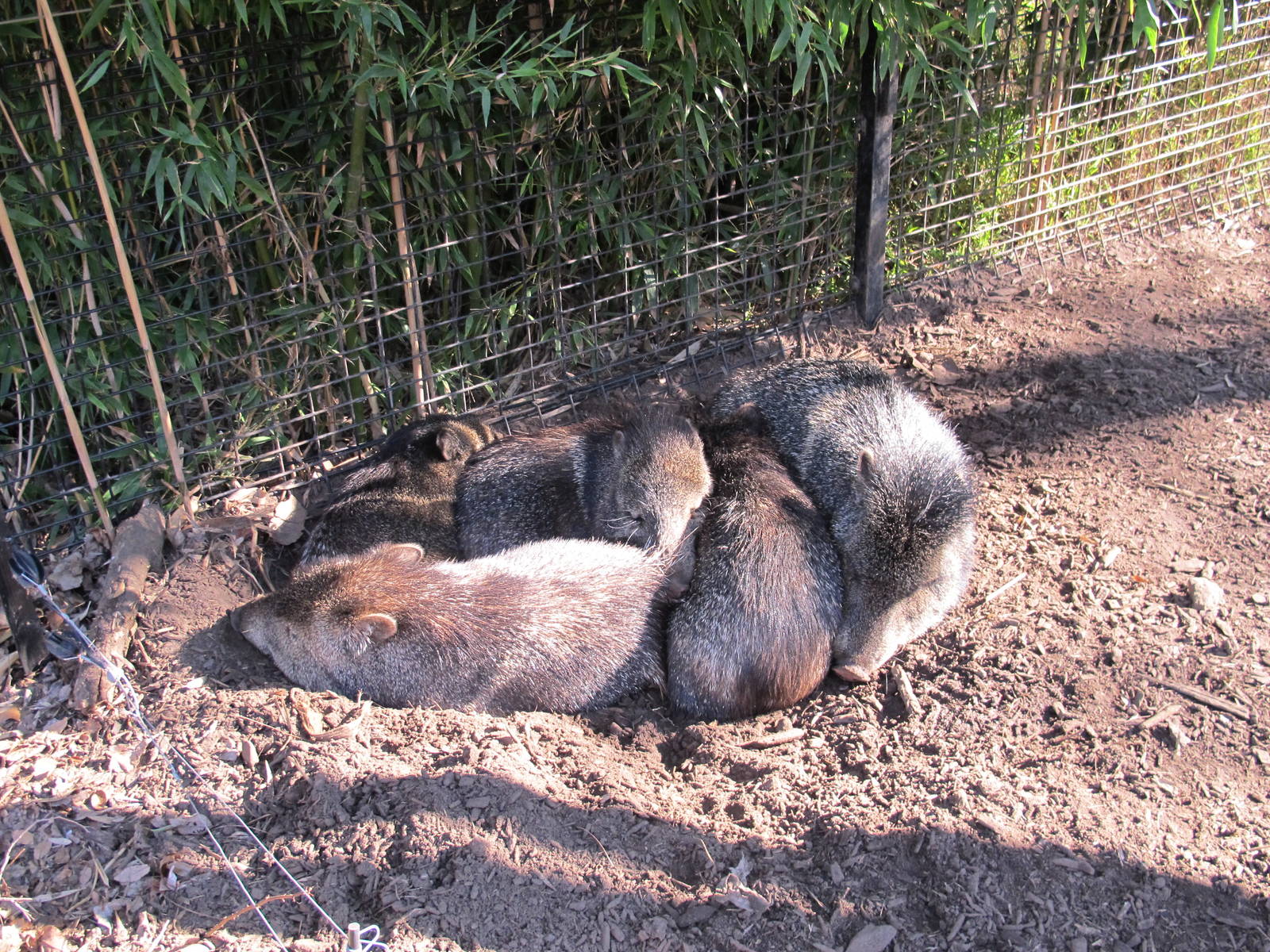 Collared Peccaries - Melbourne Zoo June 2013