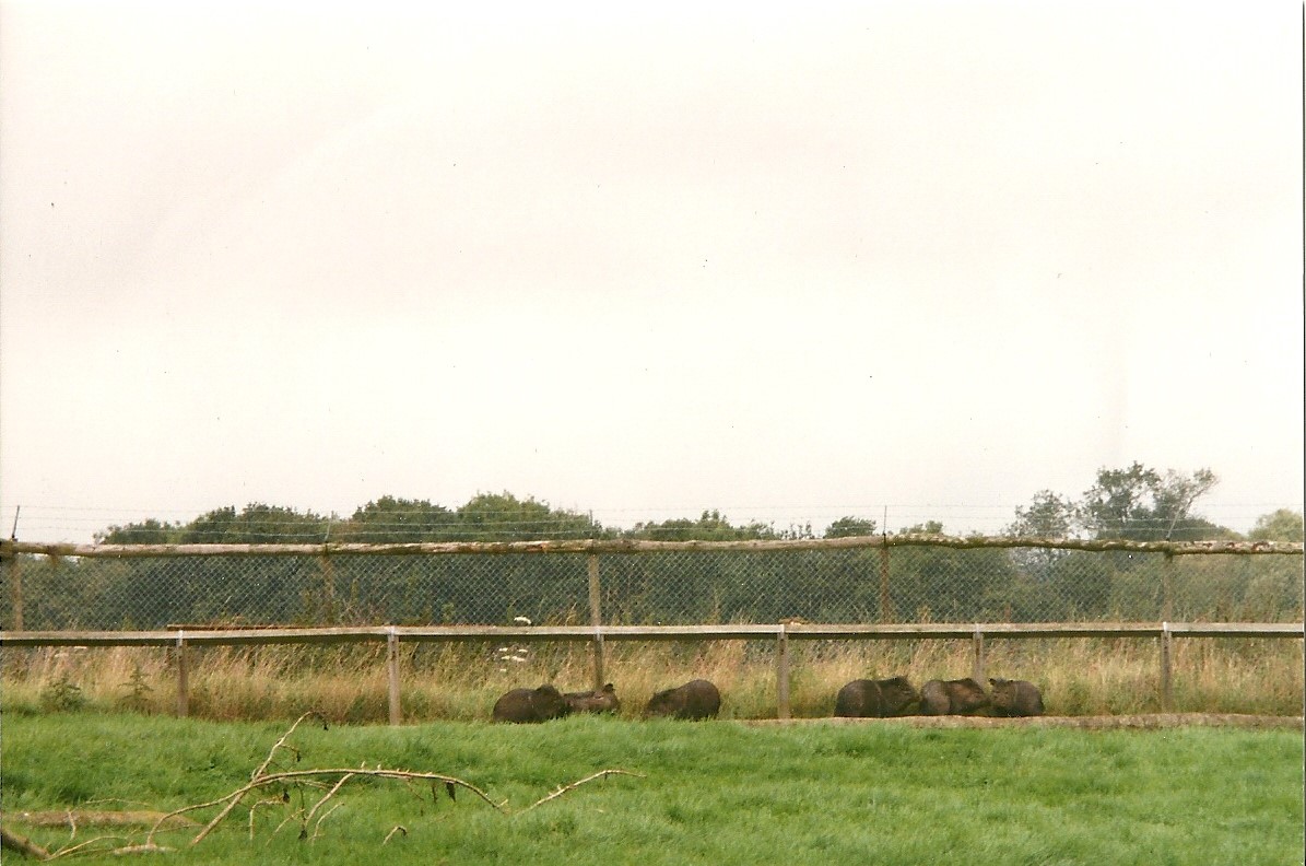 Collared Peccaries on former public viewing area by old Elephant Island, 14