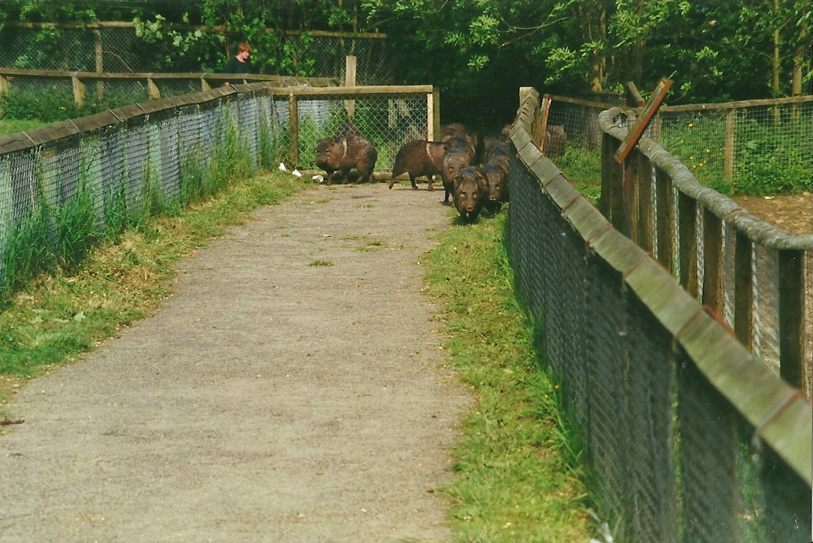 Collared Peccaries on tour 27th May 2000