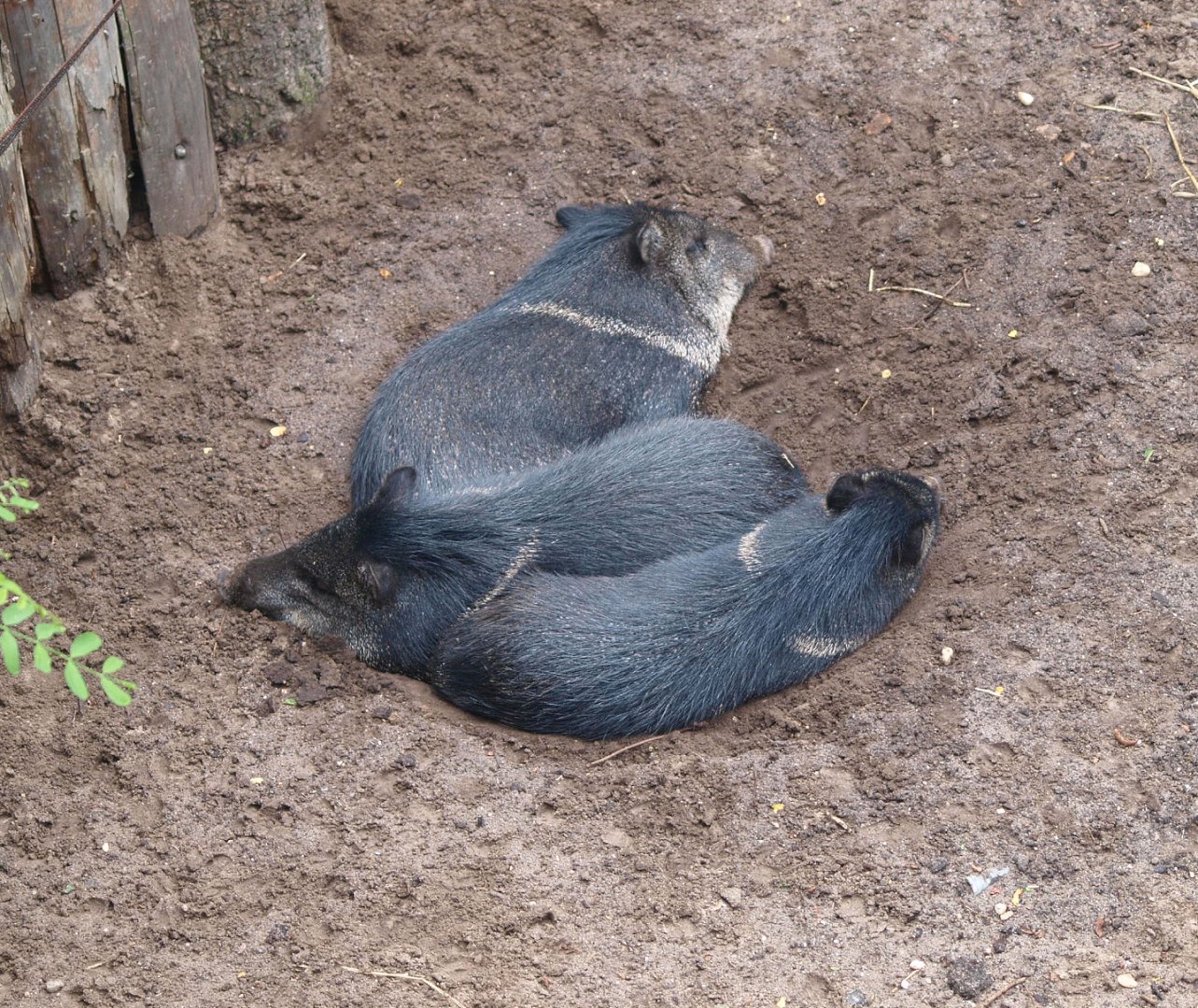 Collared peccaries (Pecari tajacu), 2015-07-19