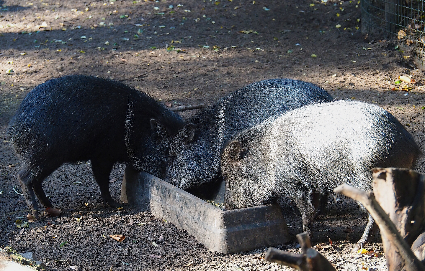 Collared peccaries (Pecari tajacu), 2022-10-09