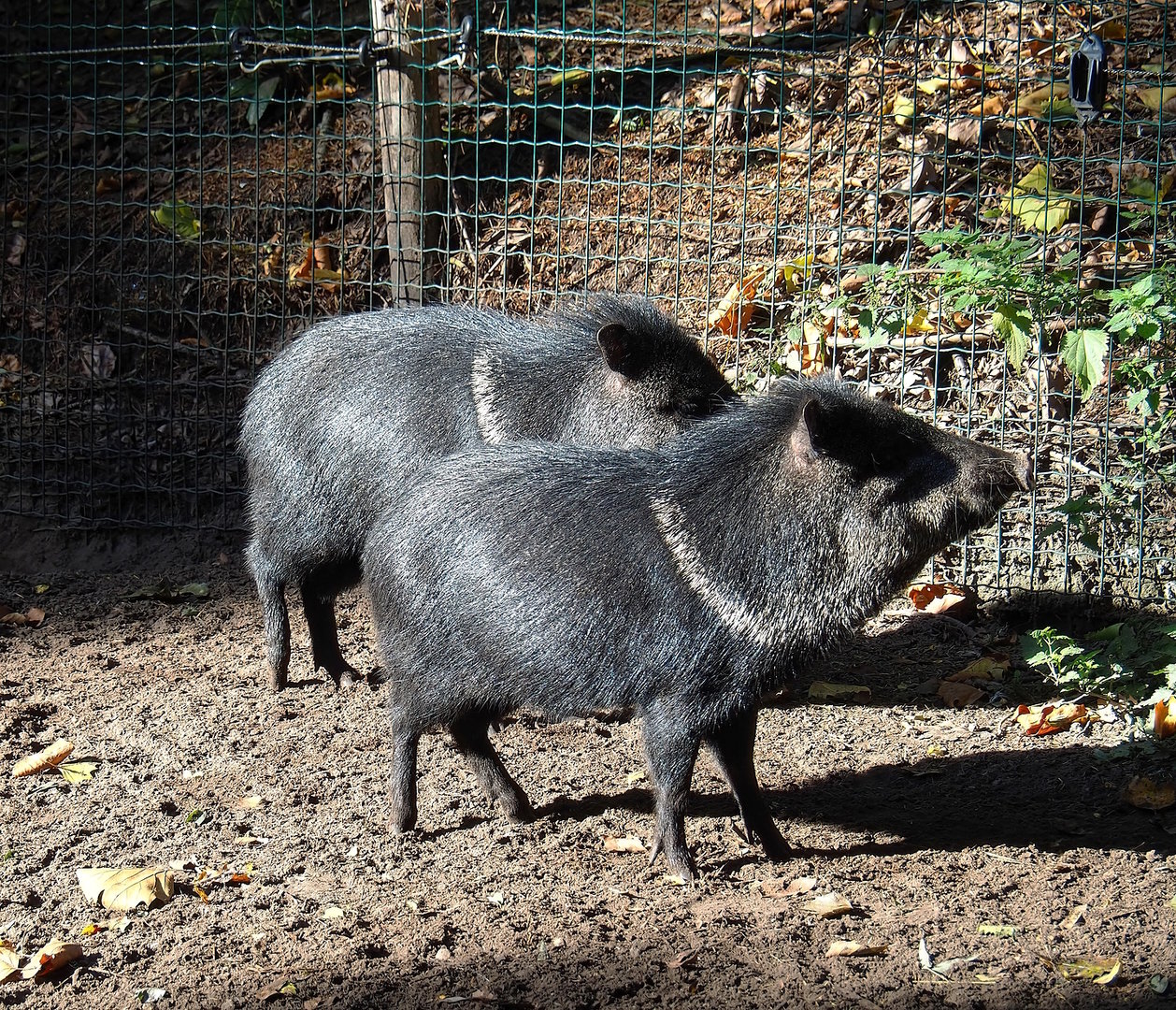 Collared peccaries (Pecari tajacu), 2022-10-09