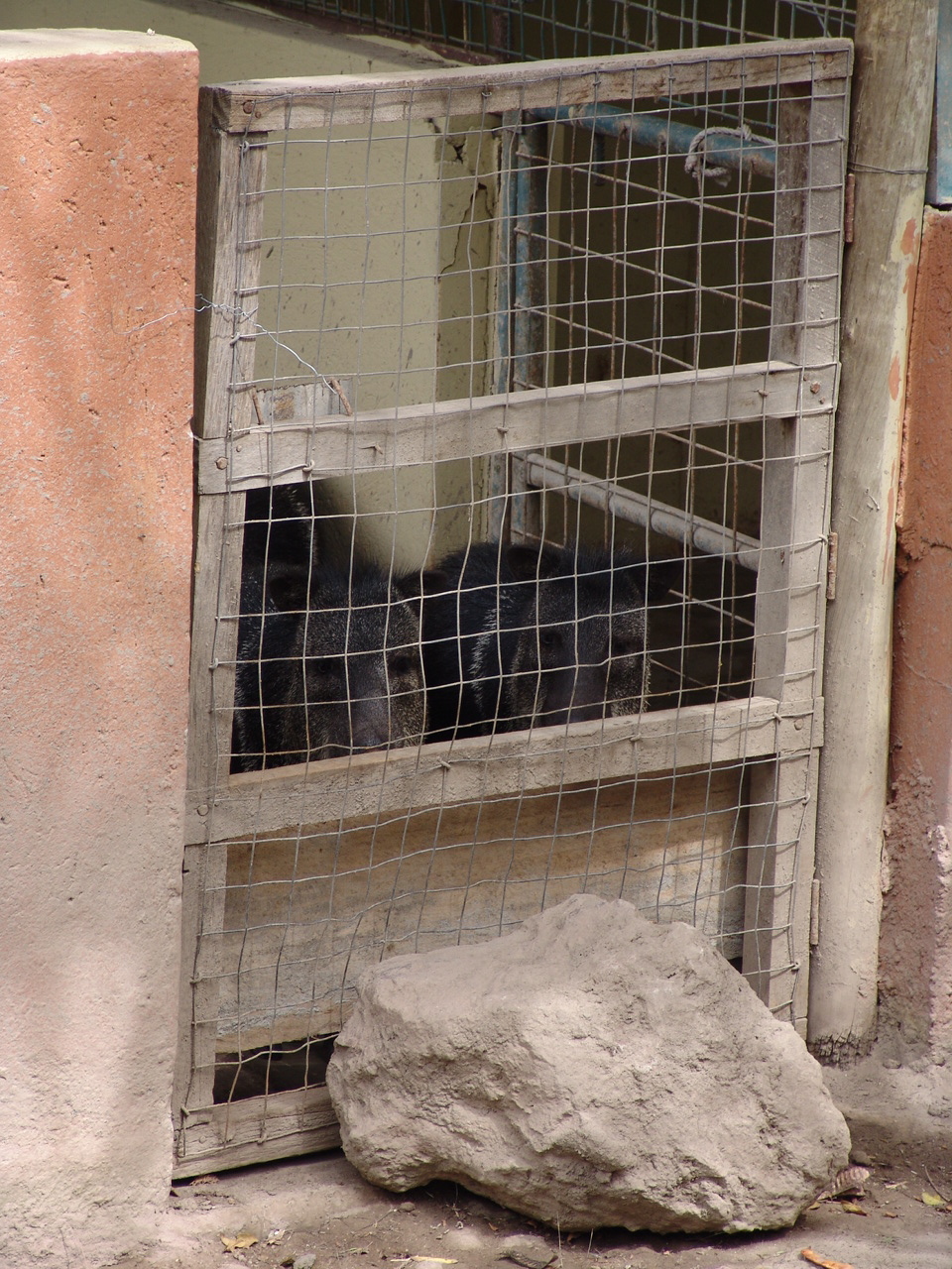 Collared Peccaries (Pecari tajacu) in a hold