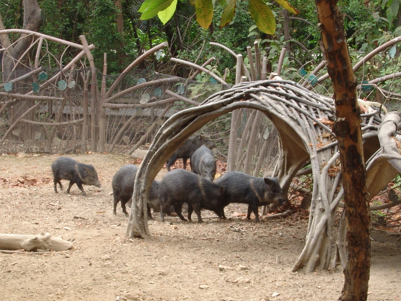 Collared Peccaries (Pecari tajacu)