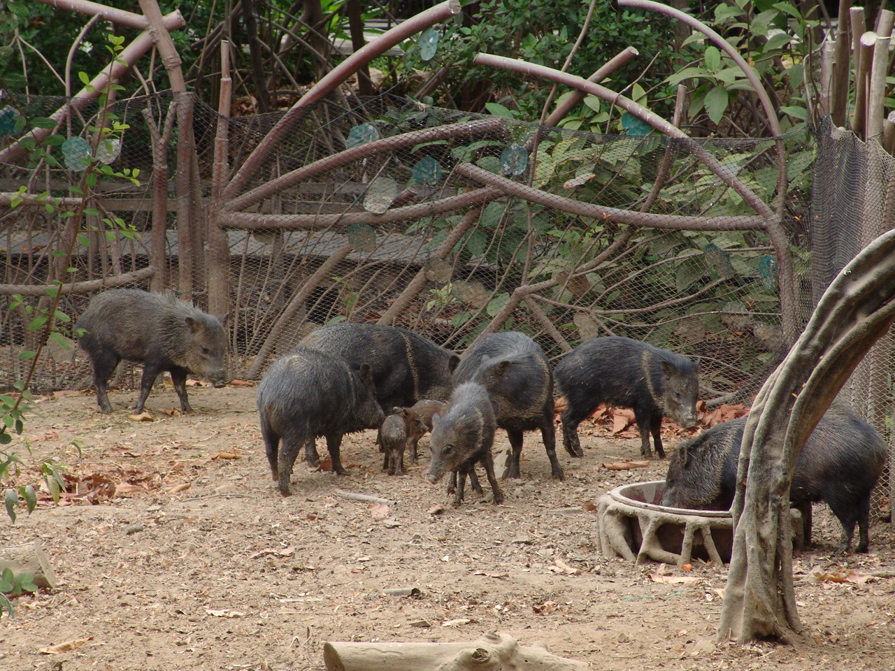 Collared Peccaries (Pecari tajacu)