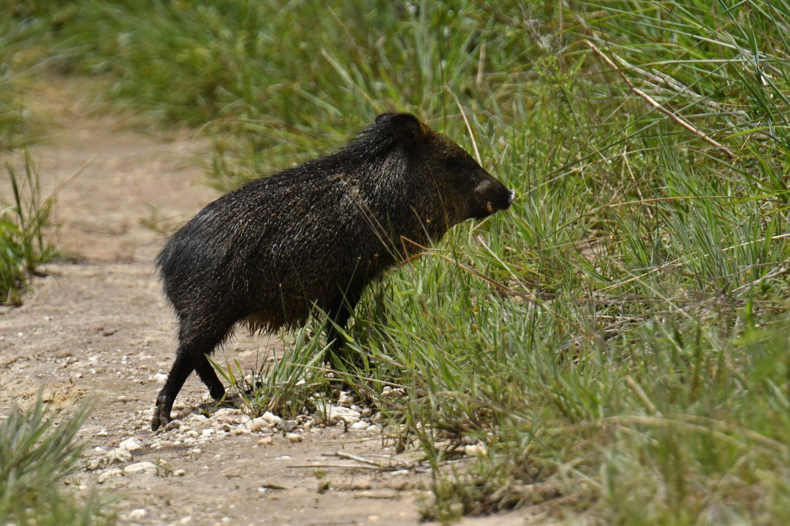 Collared peccaries (Pecari tajacu)