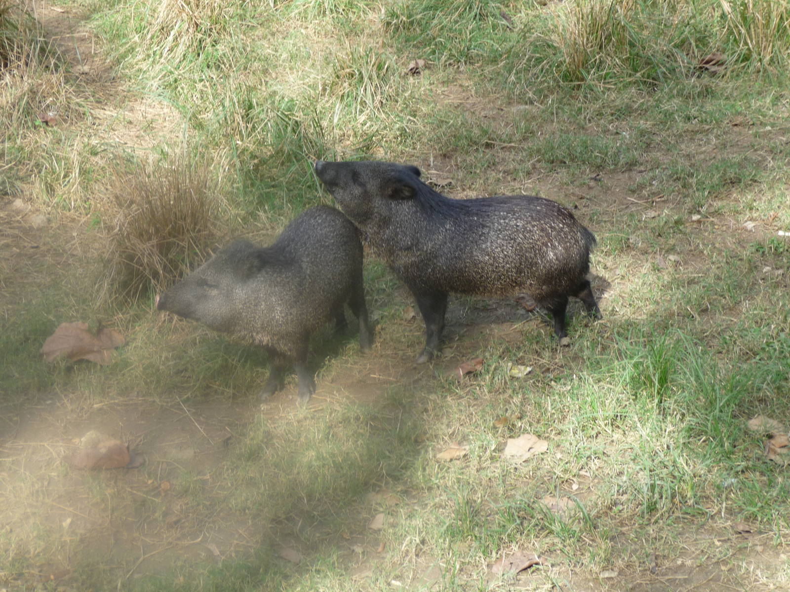 collared peccaries riozo