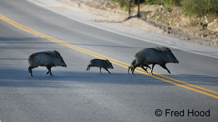Collared Peccaries (wild)