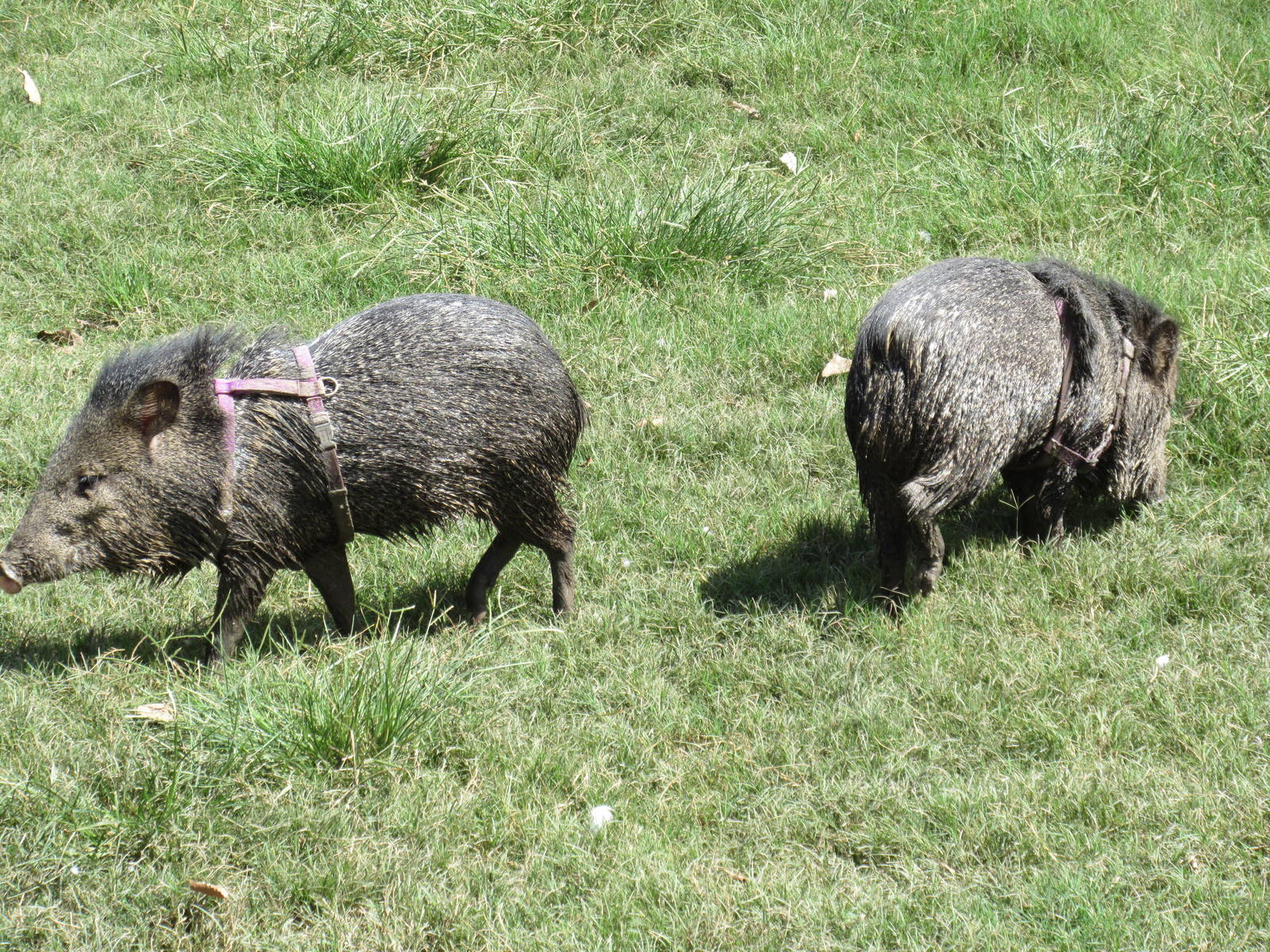 Collared Peccaries (with harnesses!)
