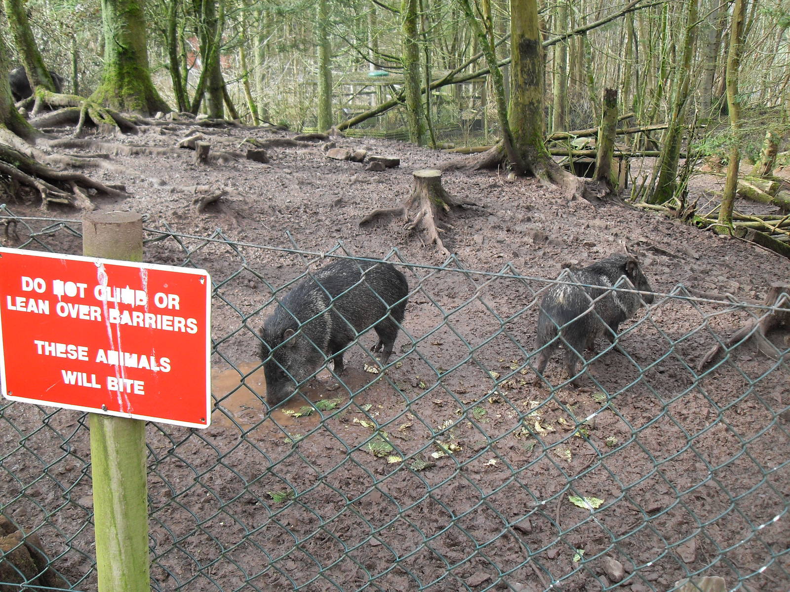 Collared peccaries