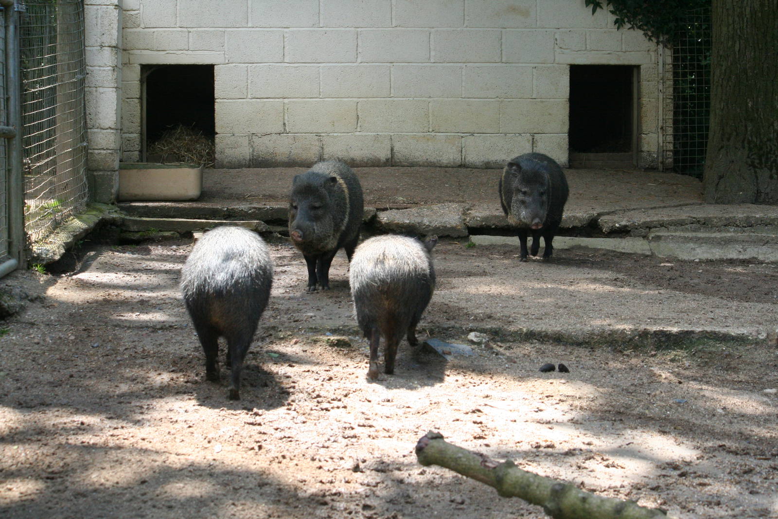 Collared peccaries