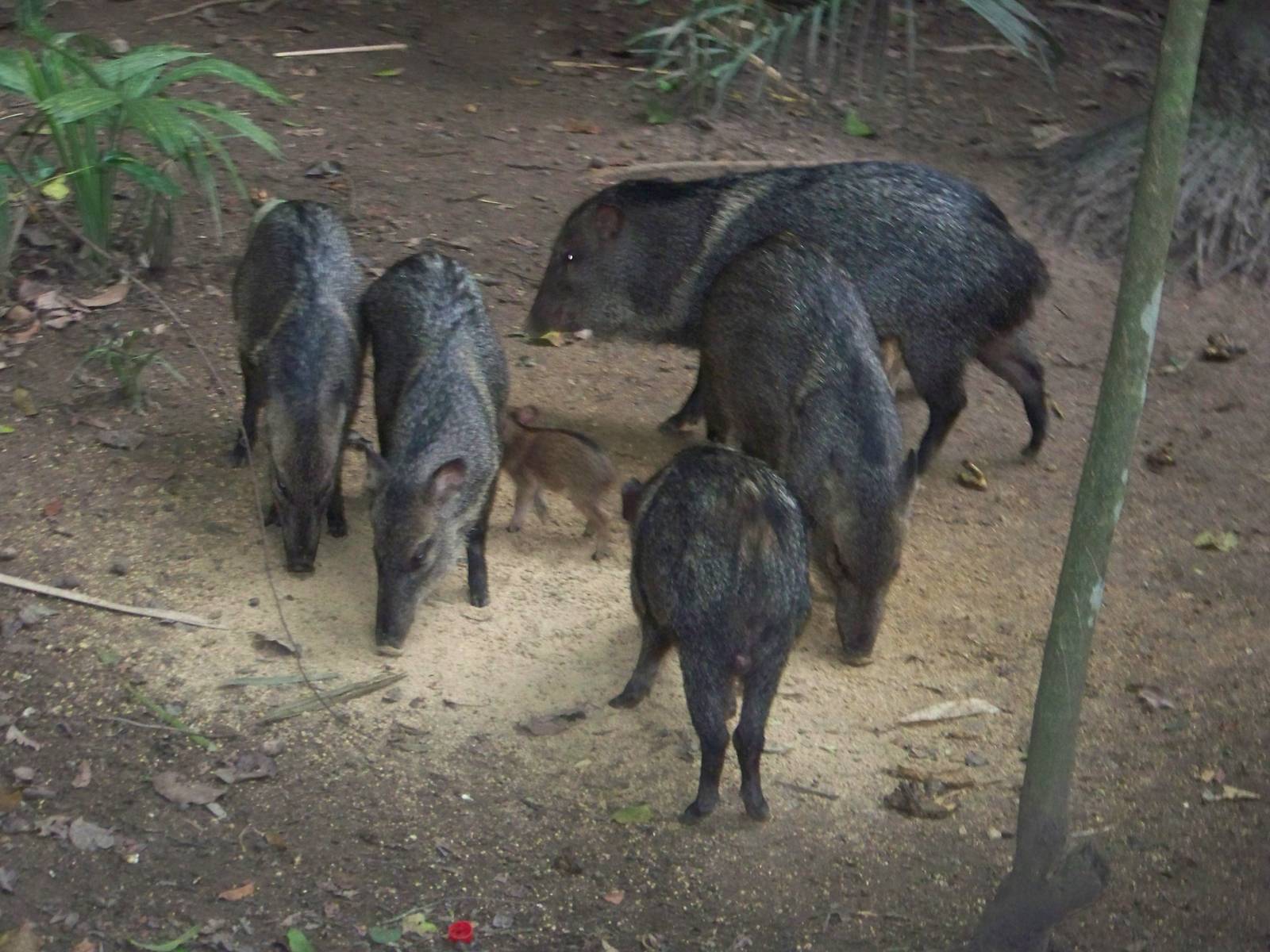 Collared Peccaries