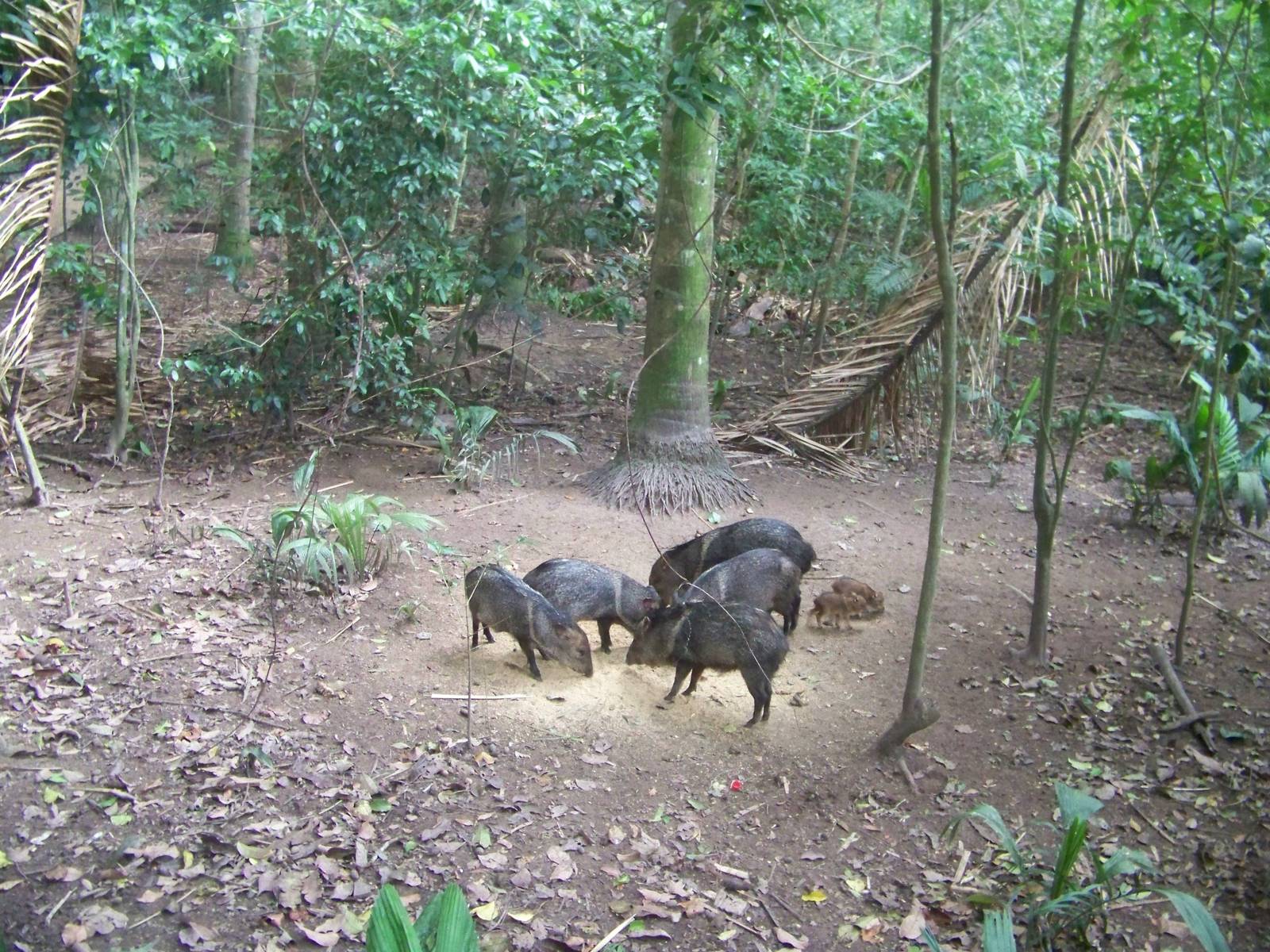 Collared Peccaries