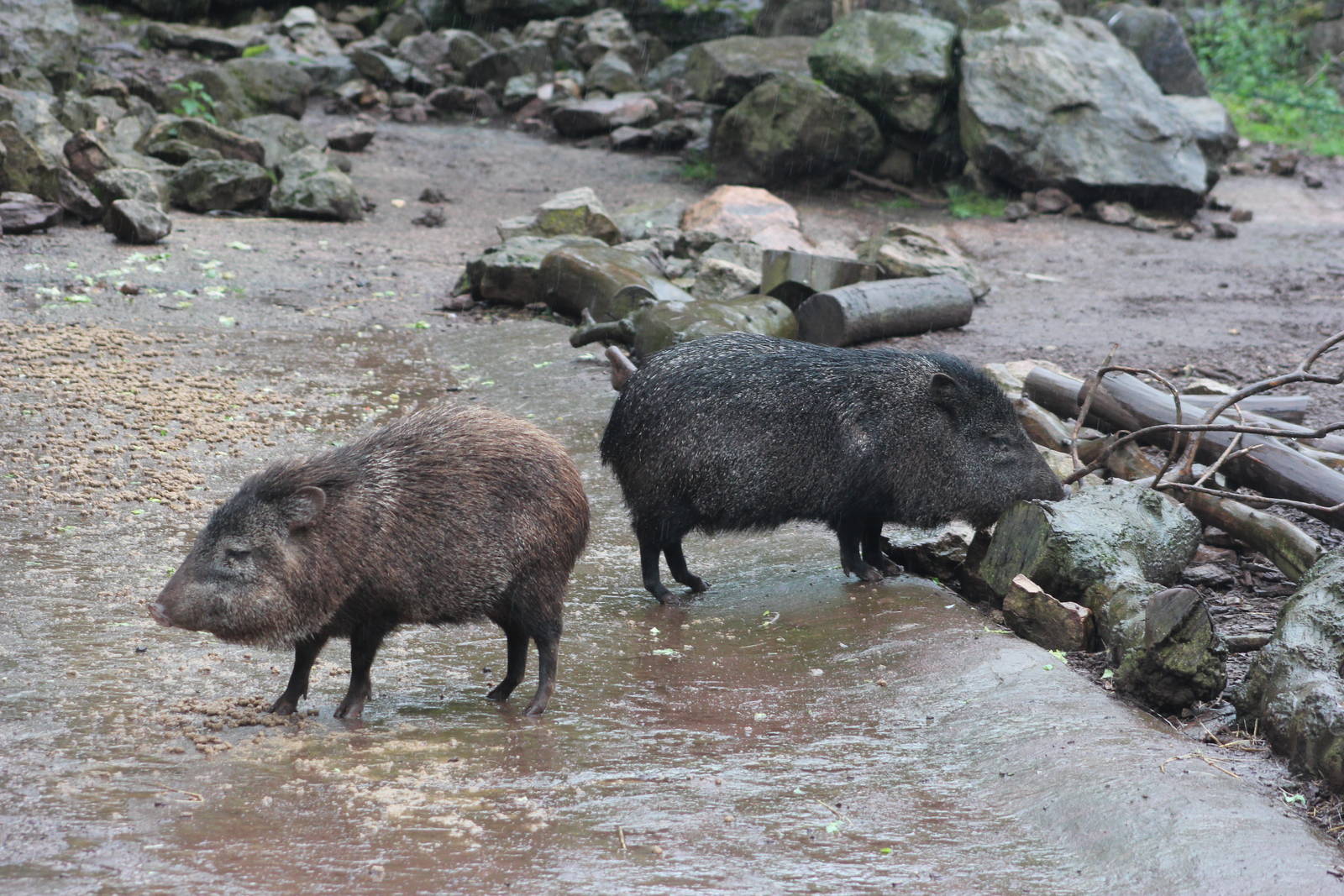 Collared peccaries