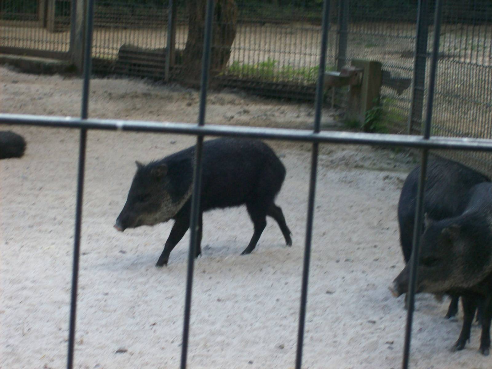collared peccaries