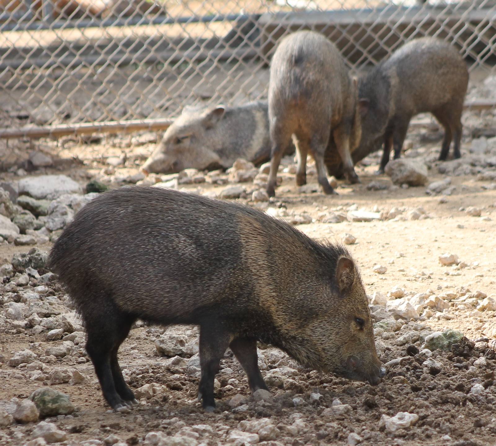 Collared peccaries