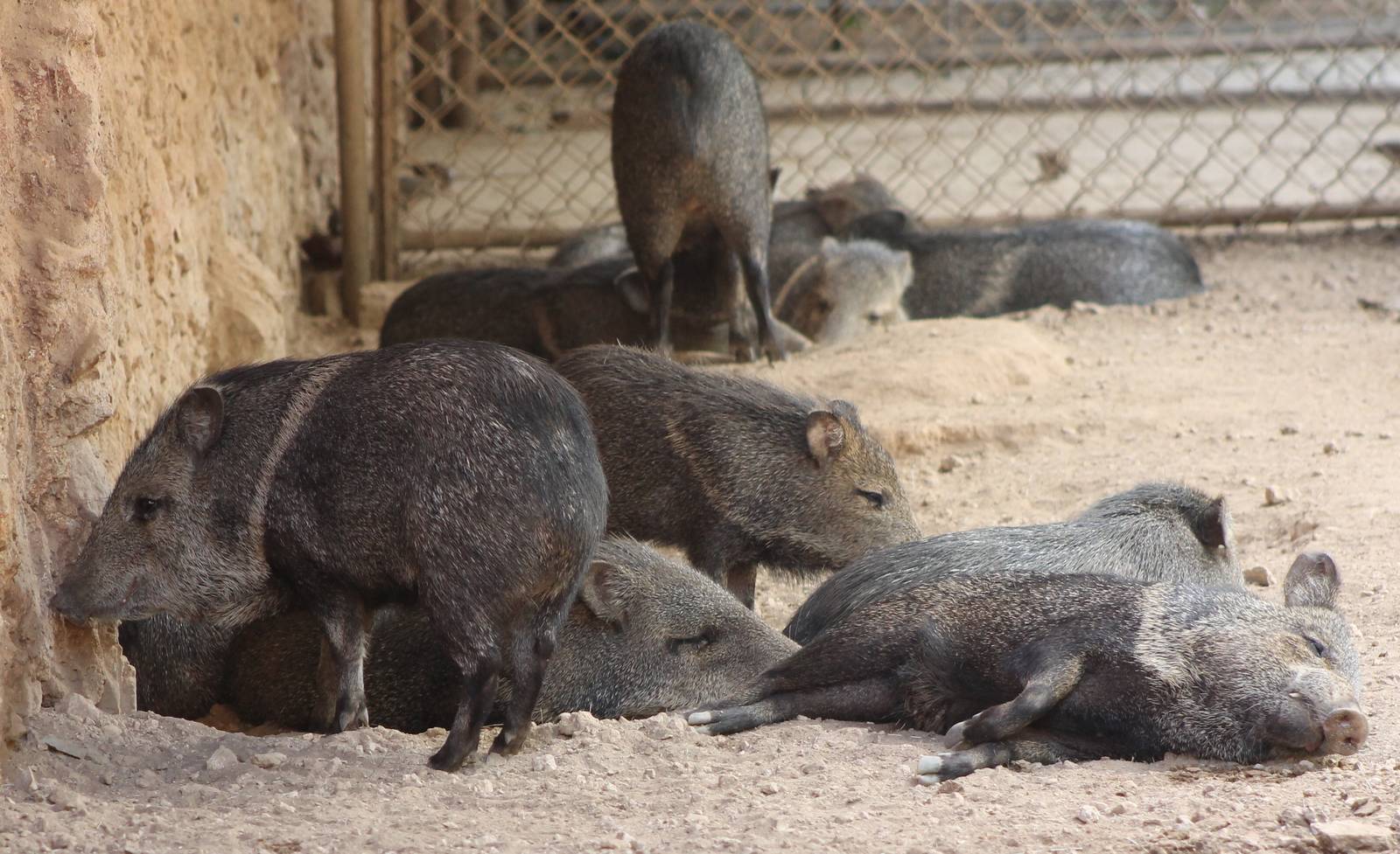 Collared peccaries