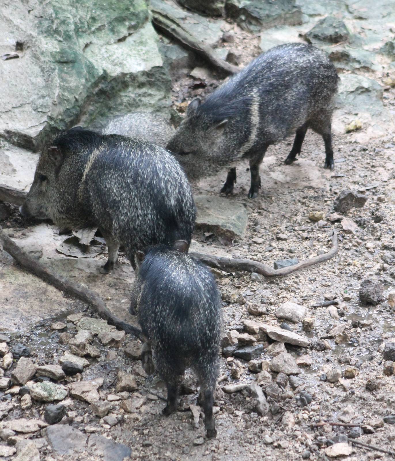 Collared peccaries