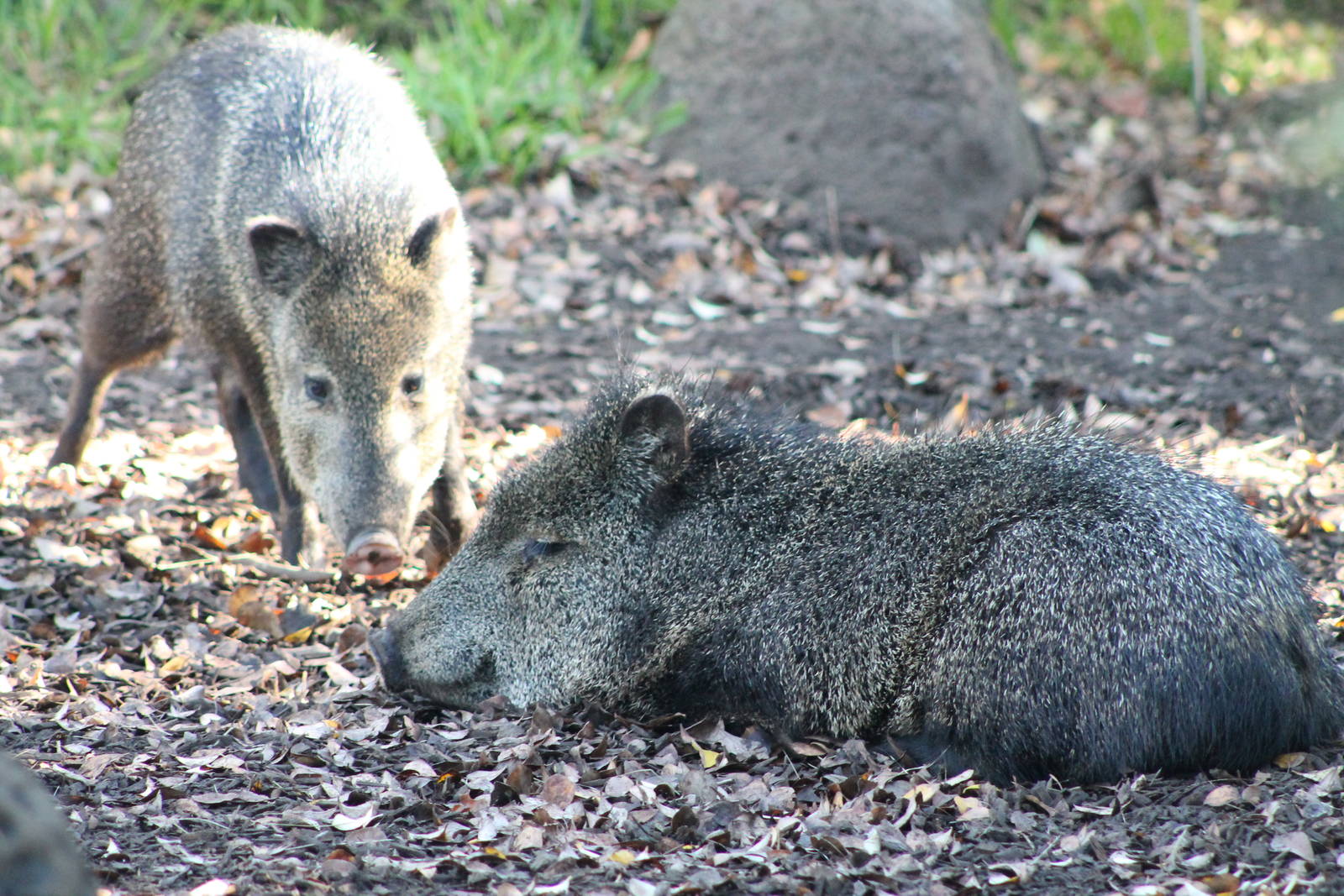 Collared Peccaries