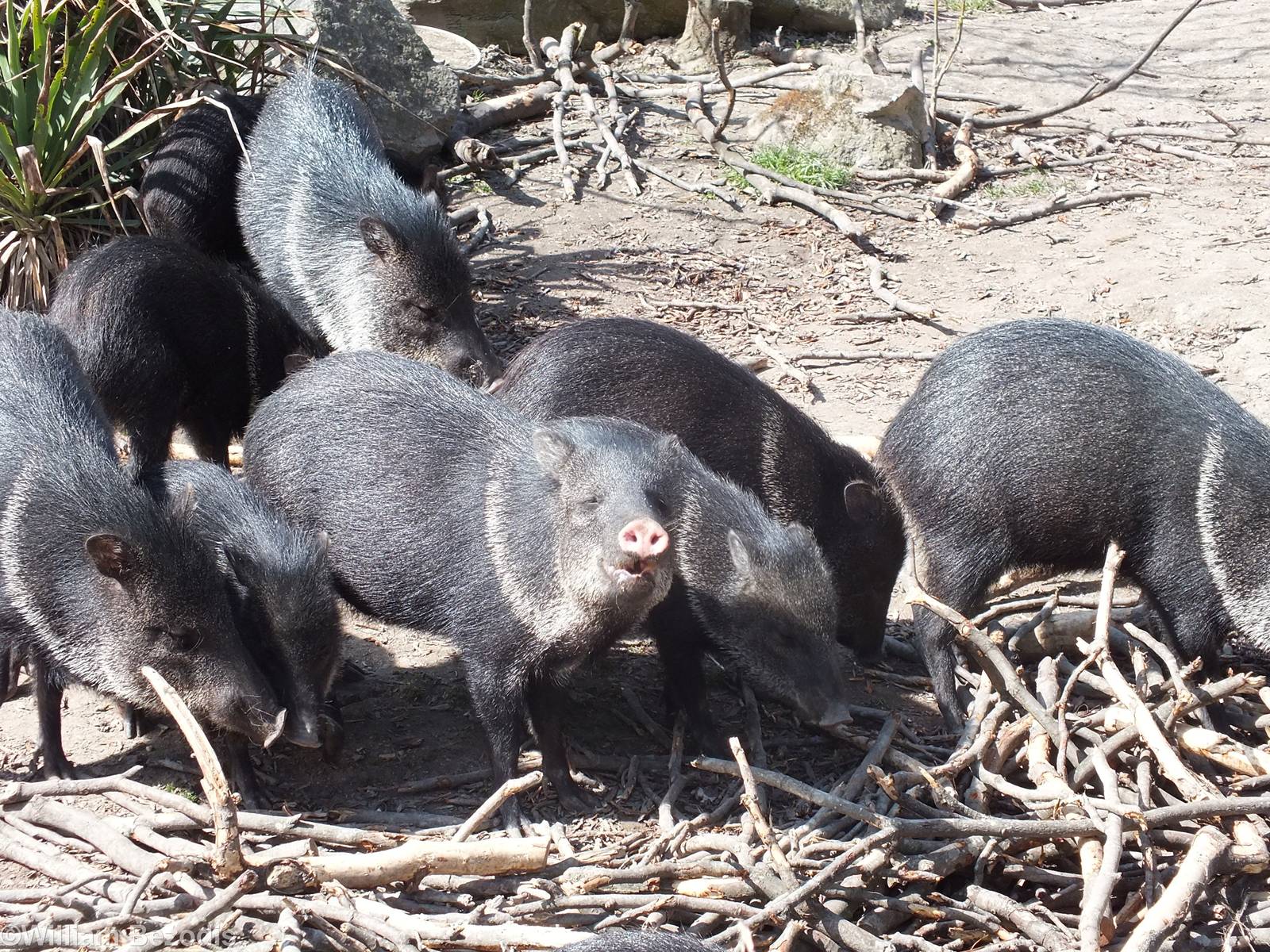 Collared Peccaries