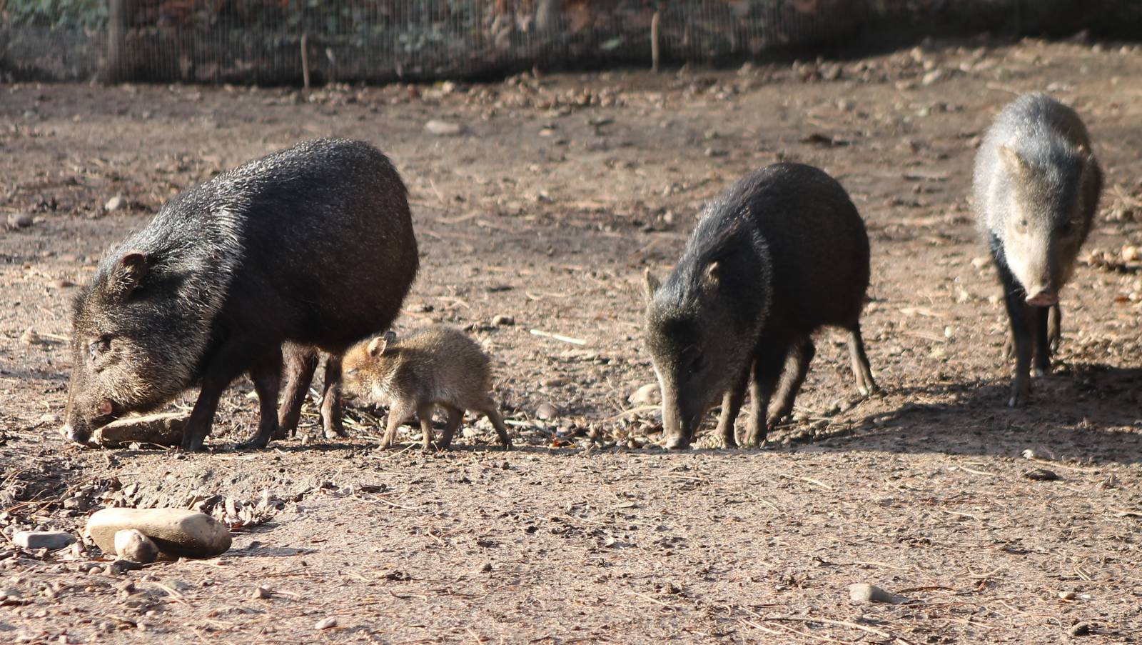 Collared peccaries