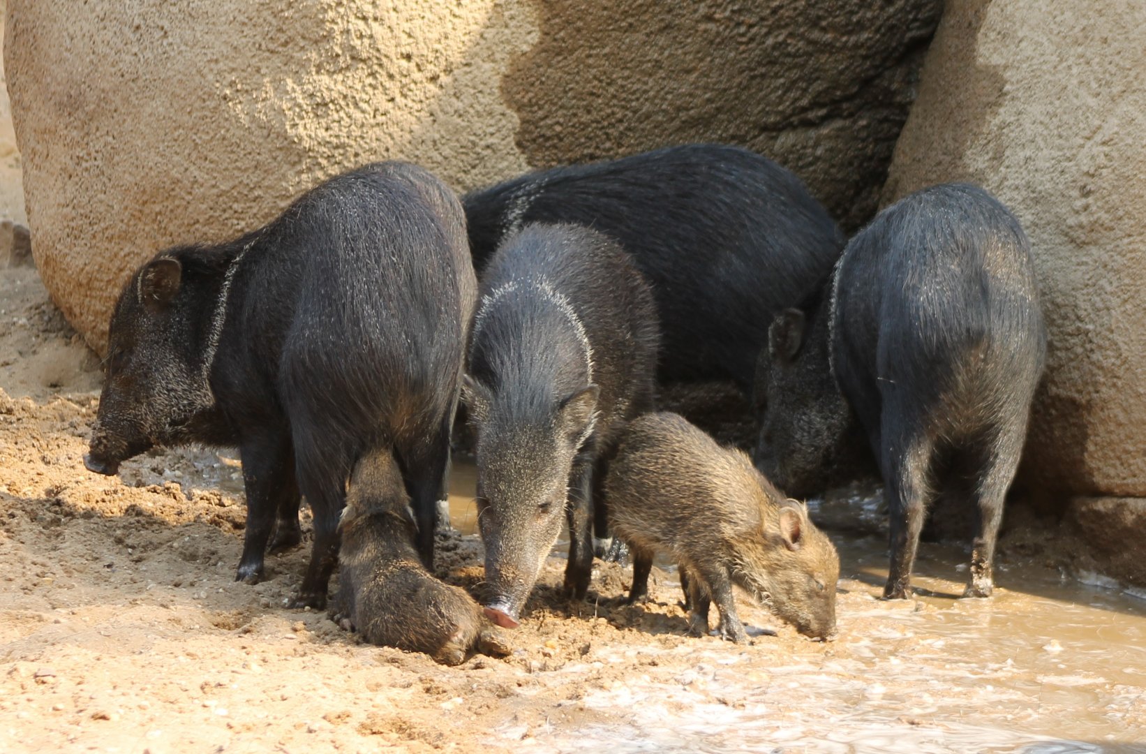 Collared peccaries