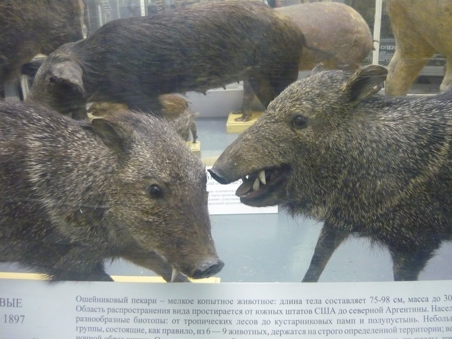 Collared peccaries