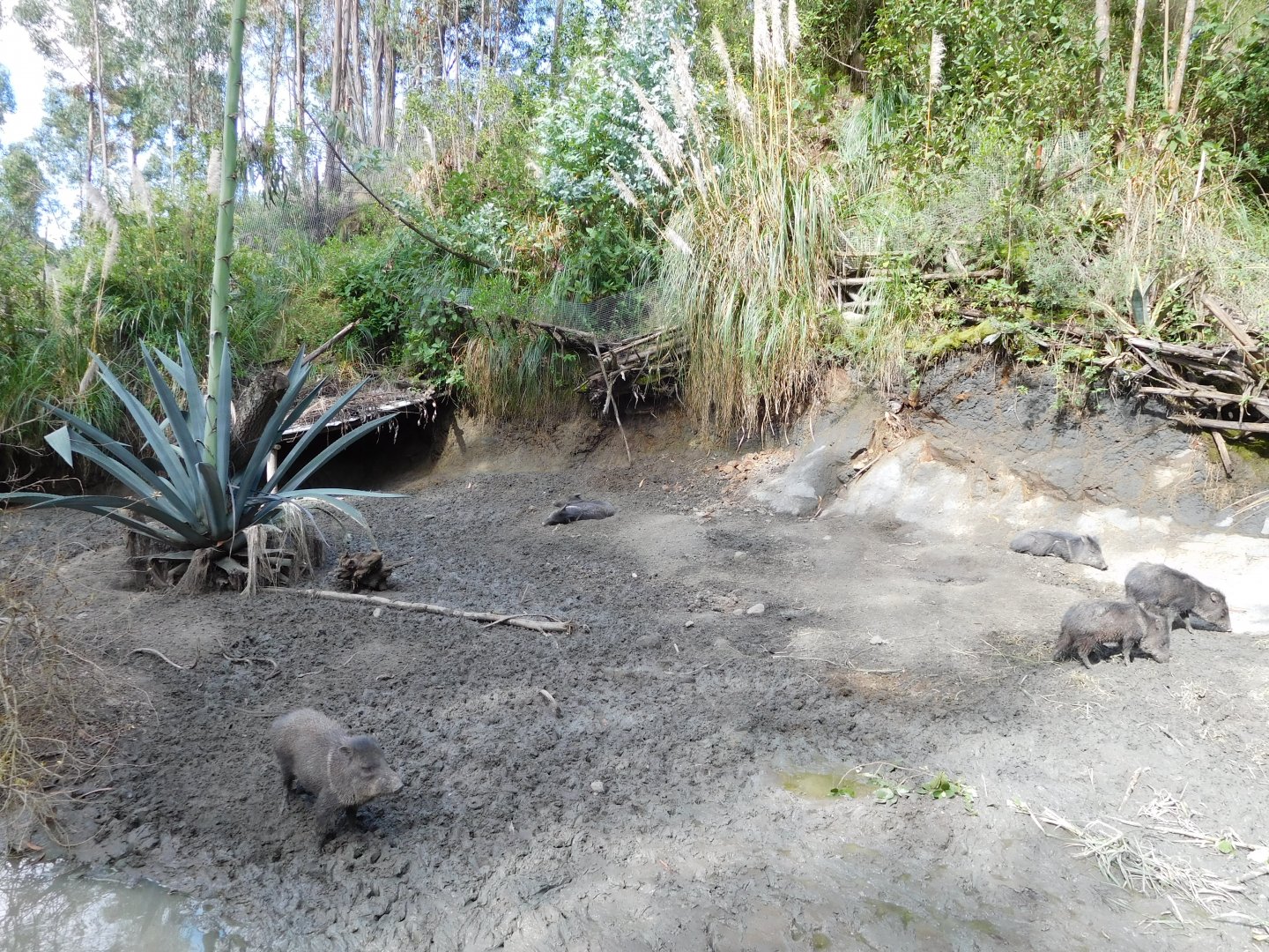Collared Peccaries